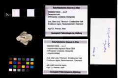 Foto (Objekt + Etikett) von Longodromites angustus (Reuss 1858)  (NHMW-GEO-1990-0041-2549)